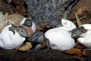 C Mo Es La Lagartija Caracter Sticas De Las Lagartijas