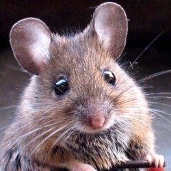 Qué comen los ratones mascotas