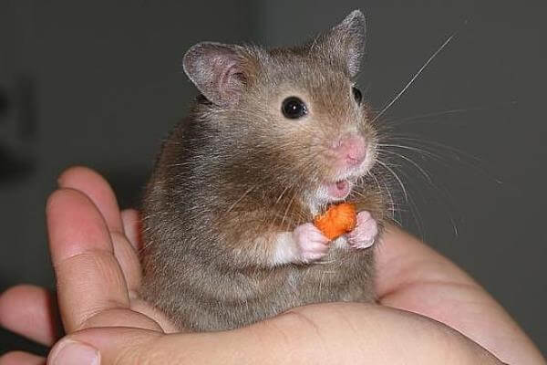 qué comen los ratones o roedores