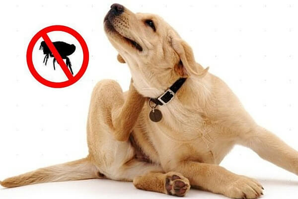 trucos caseros eliminar pulgas perro
