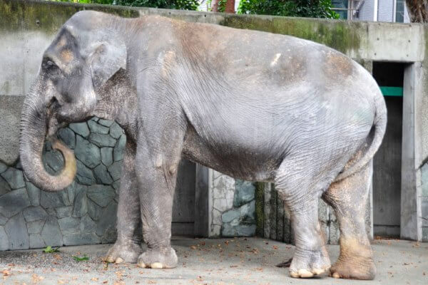 cuándo dura un elefante - La elefanta Hanako del zoo de Tokio murió a los 69 años.