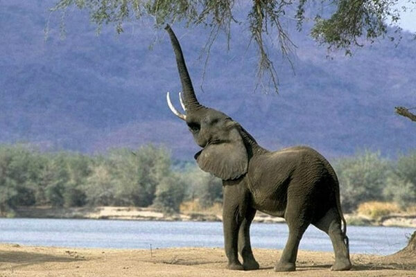 hábitat elefante africano