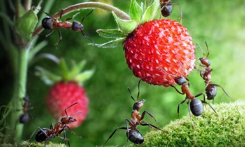alimentación de las hormigas