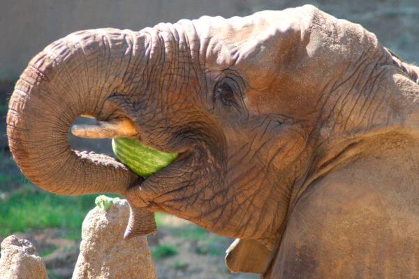 elefante alimentación - Los elefantes son hervíboros