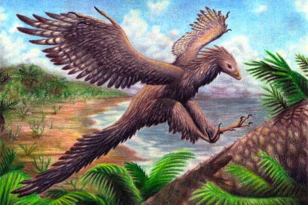 Antepasado de la cigüeñas - Archaeopteryx