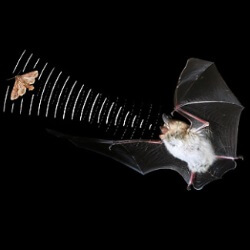 Cómo vuelan los murciélagos a ciegas