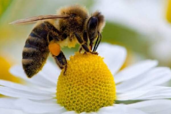 Todo sobre las abejas
