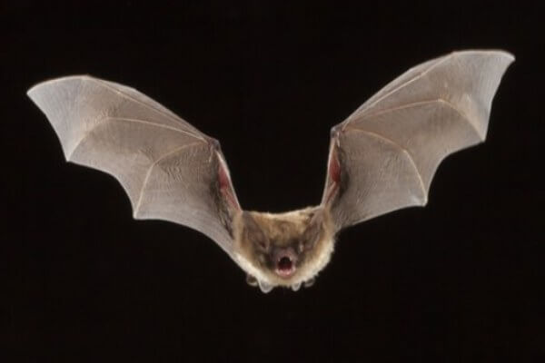 cómo son los murciélagos
