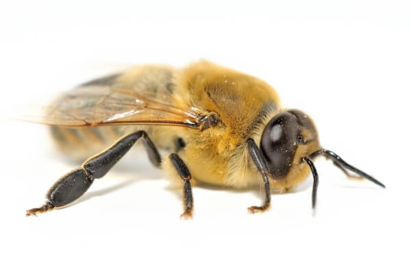 abejas zangano características