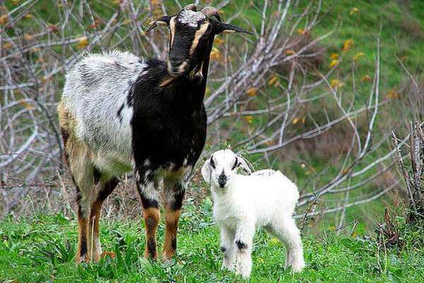 cómo se llama la cría de cabra - Cabra hembra con su cría (cabrito)