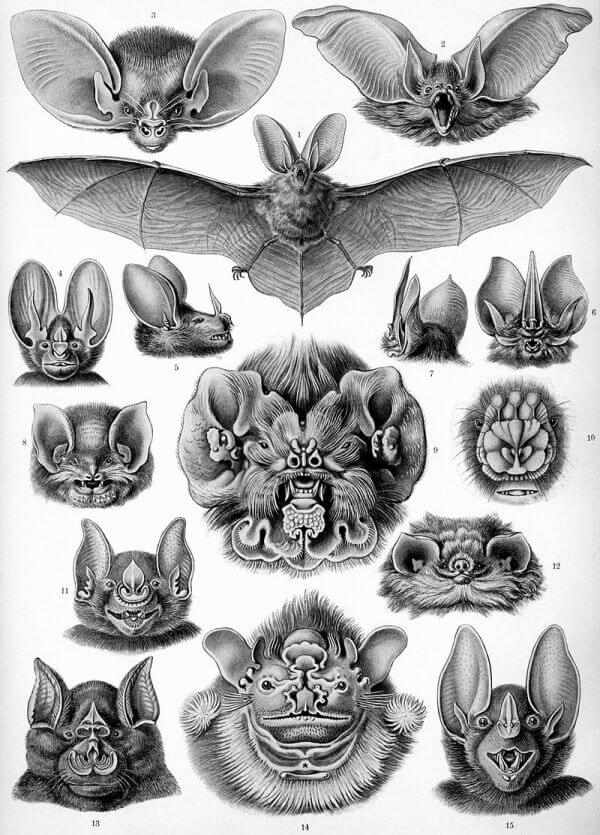 morfología del murciélago
