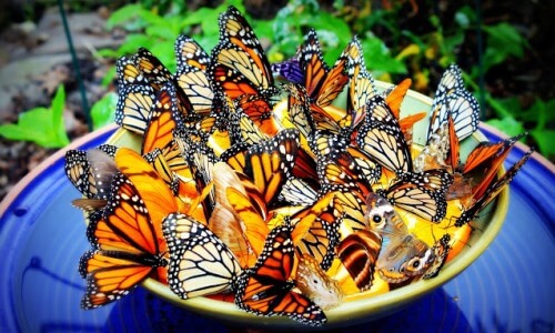 qué comen las mariposas para niños