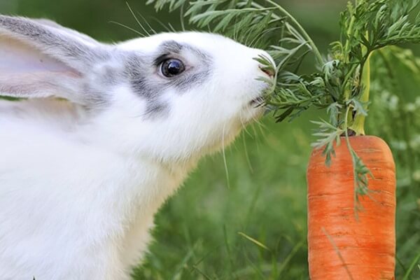 De qué se alimentan los conejos - Existen conejos de gran tamaño