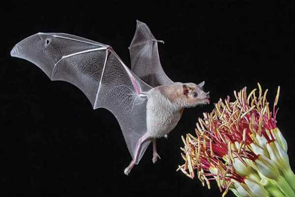 dieta de los murciélagos - Algunos murciélagos también comen néctar o flores