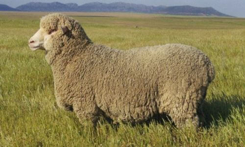 qué es una oveja