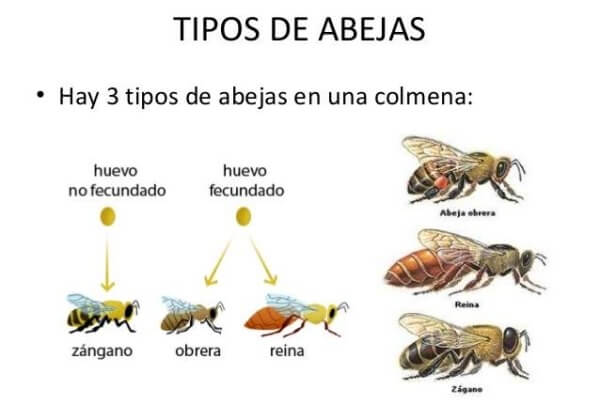 C mo Son Las Abejas Caracter sticas De Las Abejas