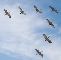 Cuánta distancia recorren las aves migratorias
