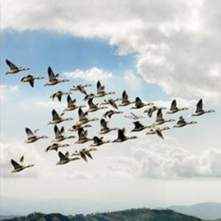 Cómo es el recorrido de las aves migratorias