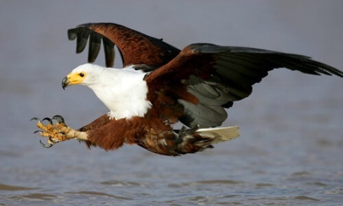 características del águila