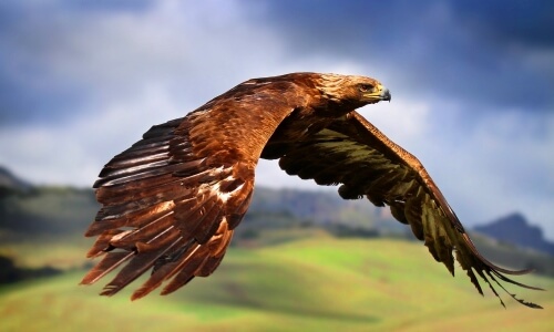 Cómo es el águila | Características de las águilas |