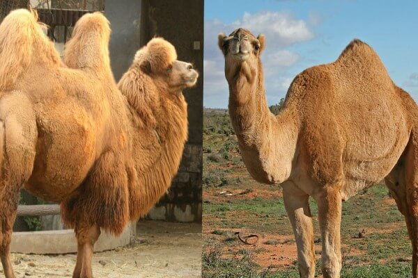 diferencia entre el camello y el dromedario
