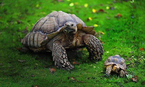 que comen las tortugas terrestres mediterranea