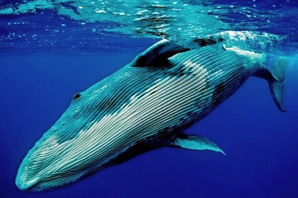 cuanto mide la ballena azul