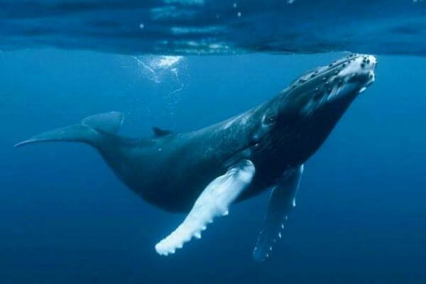esperanza de vida de la ballena