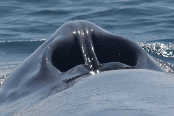 por dónde respiran las ballenas - Detalle de los espiráculos de una ballena