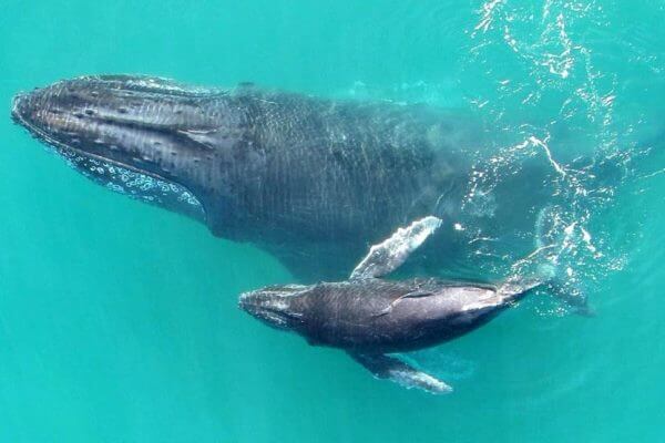 reproducción de las ballenas