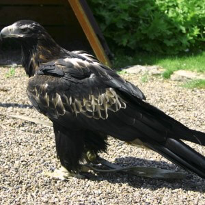 Tipos de águilas | Especies de águilas y sus características |