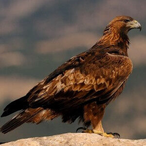 Tipos de águilas | Especies de águilas y sus características |