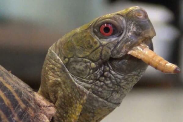 qué comen las tortugas galápagos
