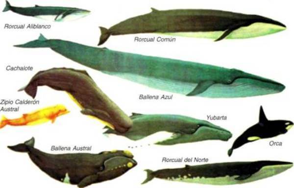 especies de ballenas