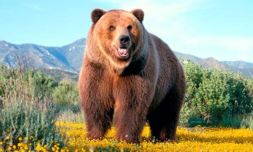 características físicas del oso