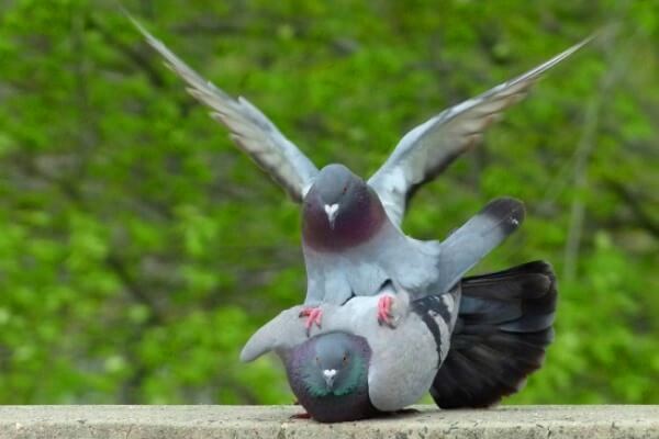 cómo se reproducen las palomas