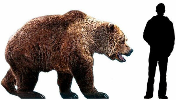 cuánto mide un oso y cuánto pesa