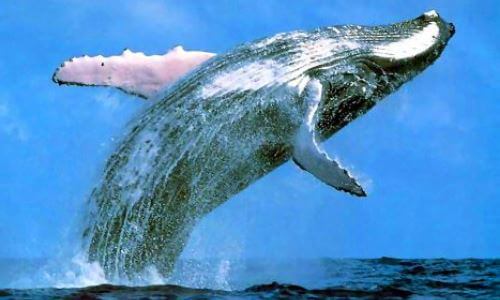 ballena características
