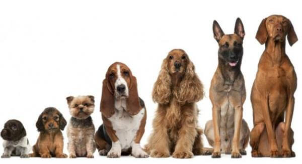 avance Estadísticas mayoria Cuántos años vive un perro | CurioSfera-Animales.com