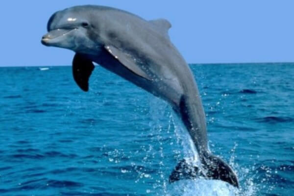 ¿Qué tipo de animal es un delfín?
