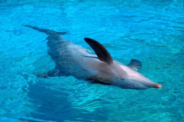 ¿Por qué los delfines duermen con un ojo abierto?