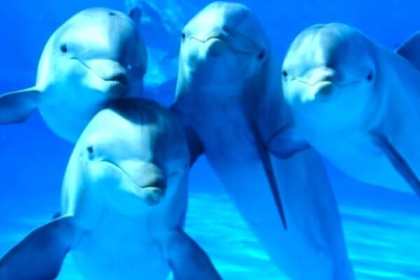cómo se comporta el delfín