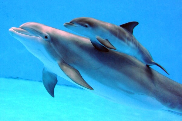 como nacen los delfines y como se reproducen