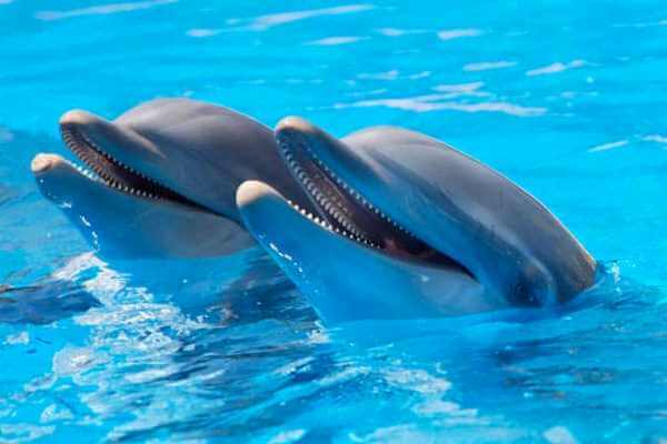 información sobre el delfín