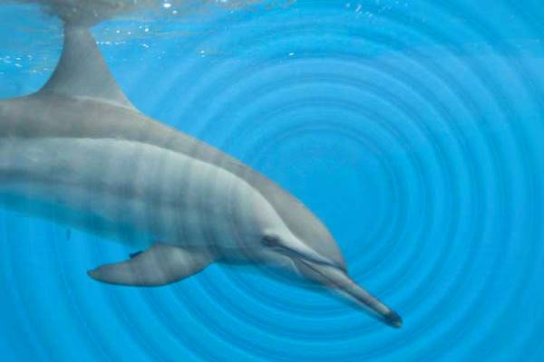 ¿Cómo es la comunicación de los delfines?