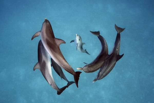 ¿Cómo es la reproducción de los delfines?