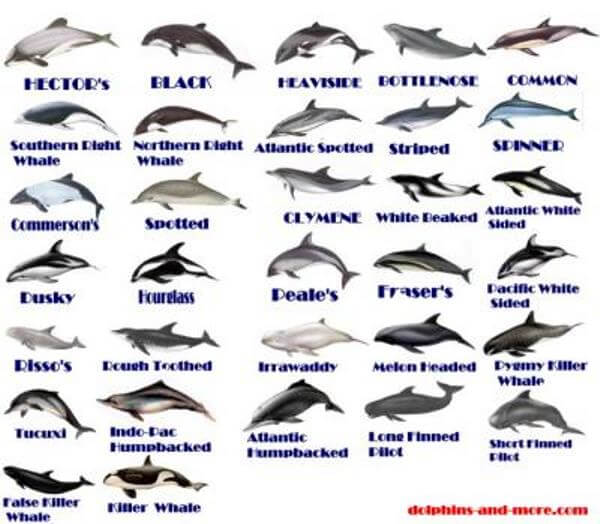 cuántas especies de delfines existen