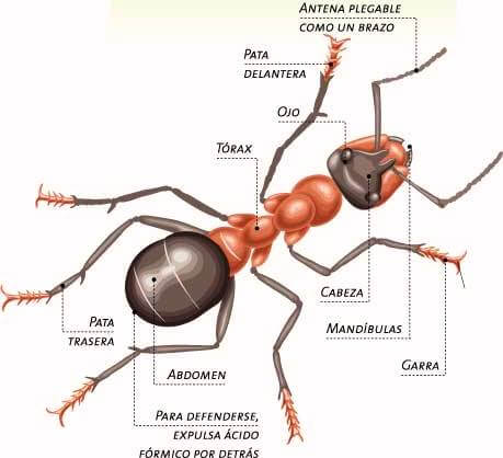 características de las hormigas