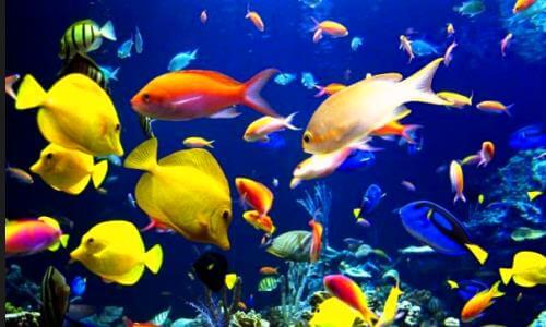 Cómo afecta el hábitat en la respiración de los peces