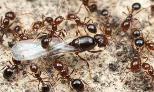 cómo se reproducen las hormigas